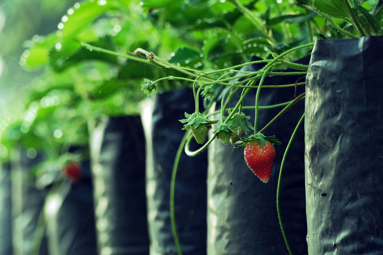 Fragole cresciute in un tubo di plastica, esempio di coltivazione verticale per spazi ridotti.