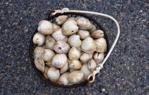 Vongole fresche su un tavolo, pronte per essere spurgate dalla sabbia prima della cottura.