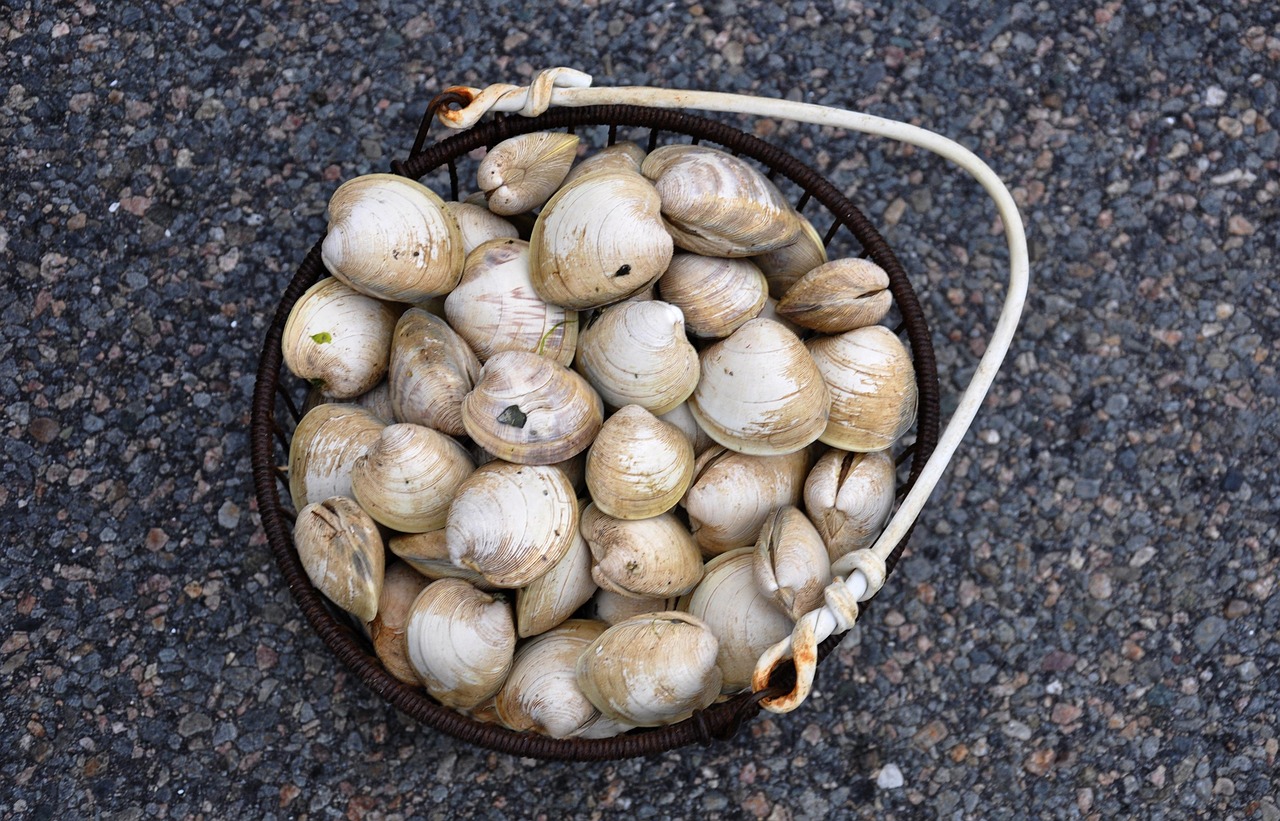 Vongole fresche su un tavolo, pronte per essere spurgate dalla sabbia prima della cottura.