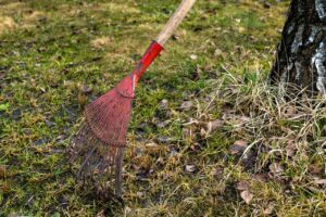 Prato ingiallito prima e dopo la scarificatura primaverile, evidenziando la rinascita della vegetazione.