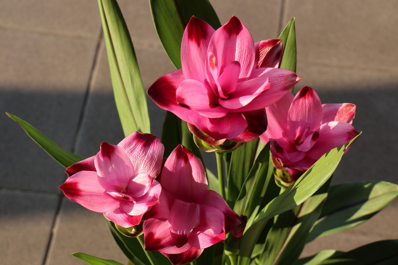 Curcuma in vaso con fiori colorati, belli e duraturi, in un ambiente luminoso e naturale.