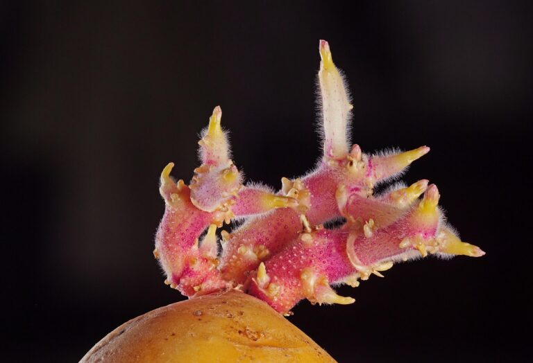 Patate e cipolle in un cesto, evidenziando l'importanza di non conservarle insieme.